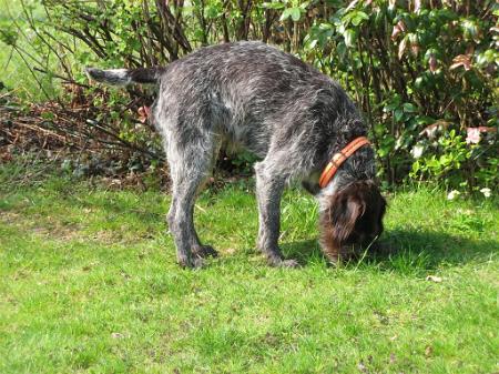 Bild 3 Cora